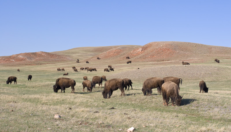 Bison Herd On Prairie